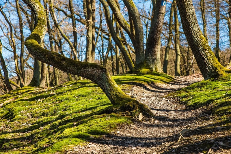 Gastronomic trails